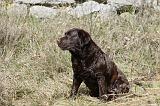 LABRADOR 830